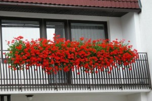 Balkonové květiny | Foto:Magda Lebišová